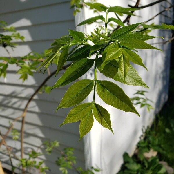 Fraxinus americana Leaf