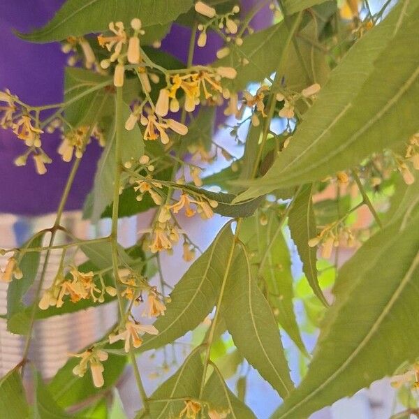 Azadirachta indica പുഷ്പം