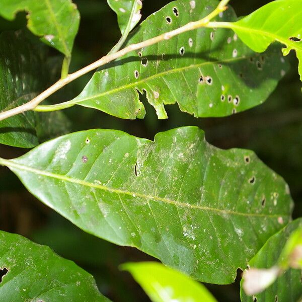 Pouteria amygdalicarpa List
