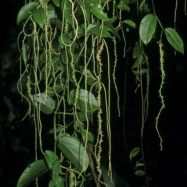 Peperomia macrostachyos Vekstform