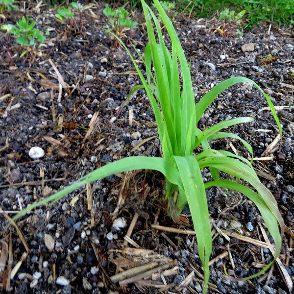 Sorghum bicolor Habit