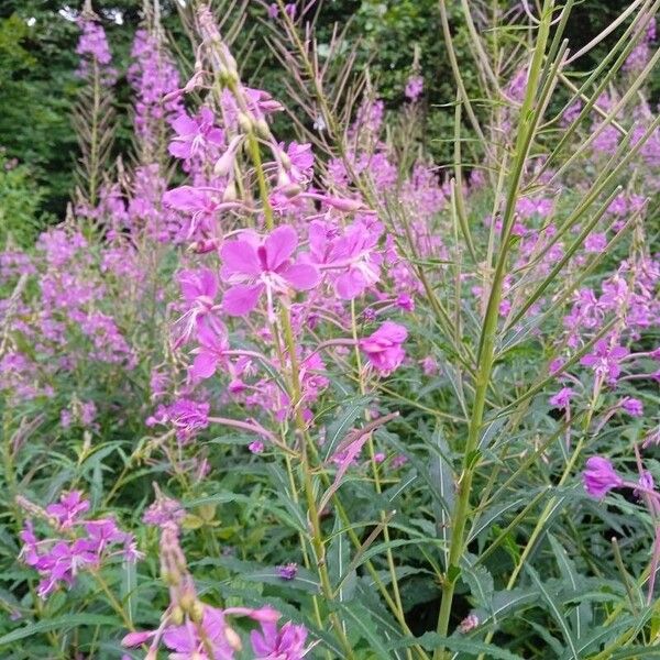 Epilobium angustifolium Flower