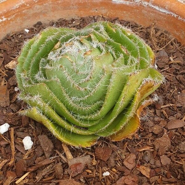 Crassula barbata Leaf