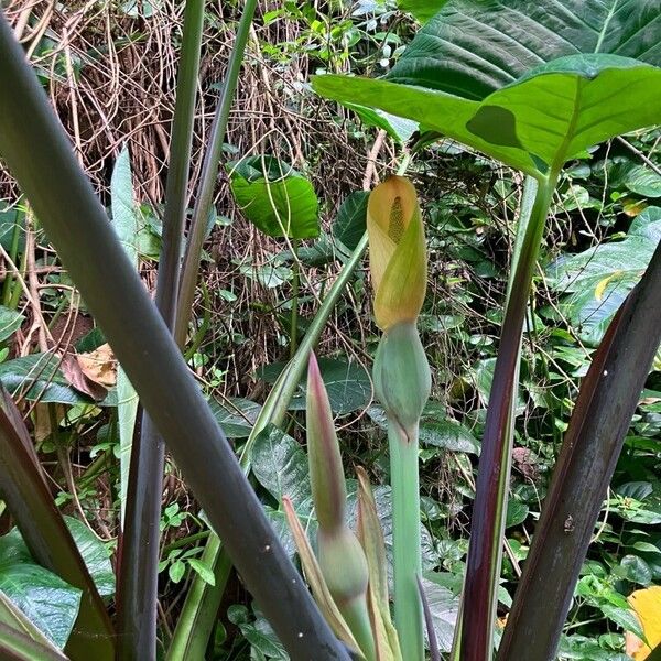 Xanthosoma sagittifolium Flower