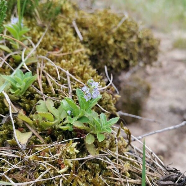 Veronica officinalis Floare