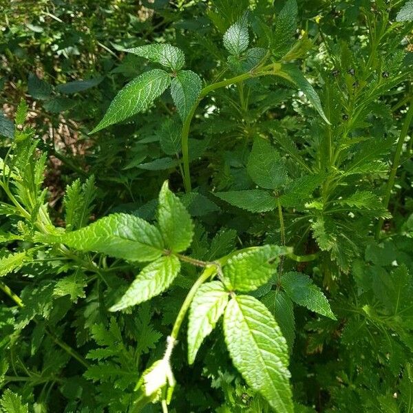 Cedronella canariensis പുഷ്പം