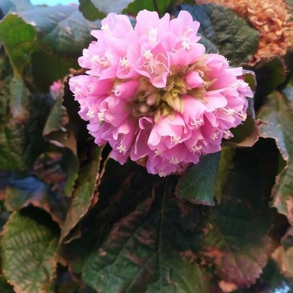 Dombeya wallichii Fiore