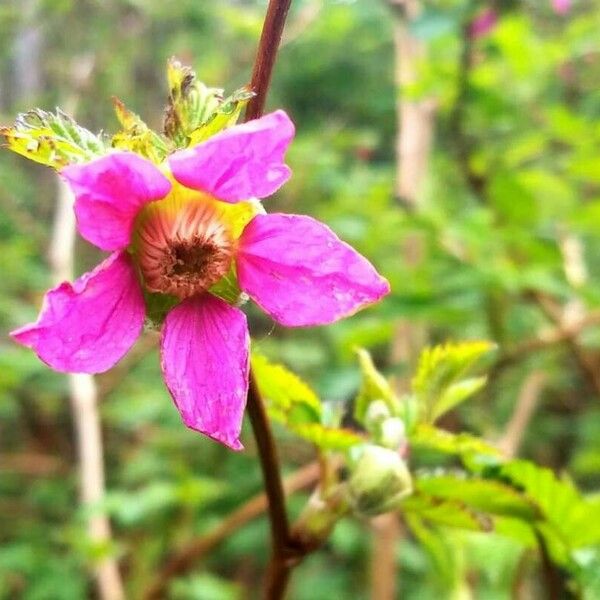 Rubus spectabilis ফুল