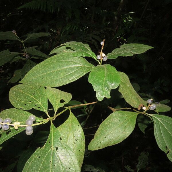 Miconia nervosa برگ