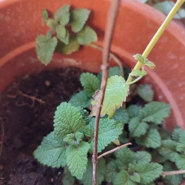 Nepeta cataria Φύλλο