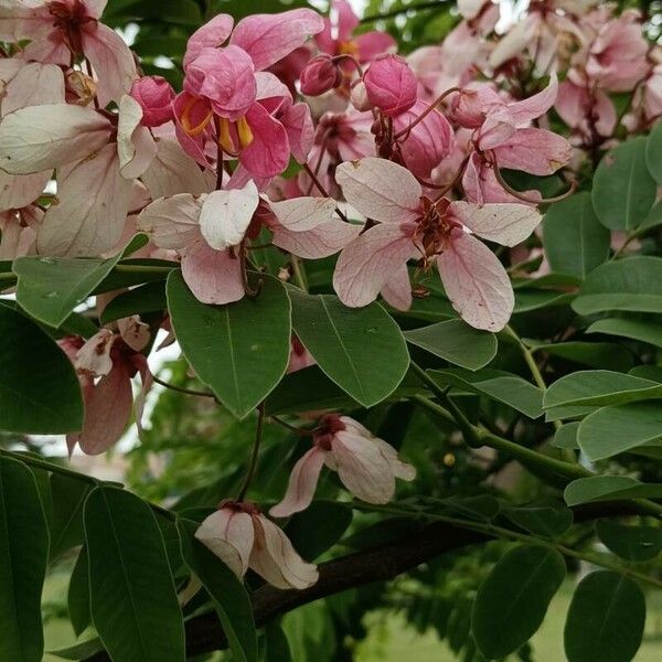 Cassia javanica फूल