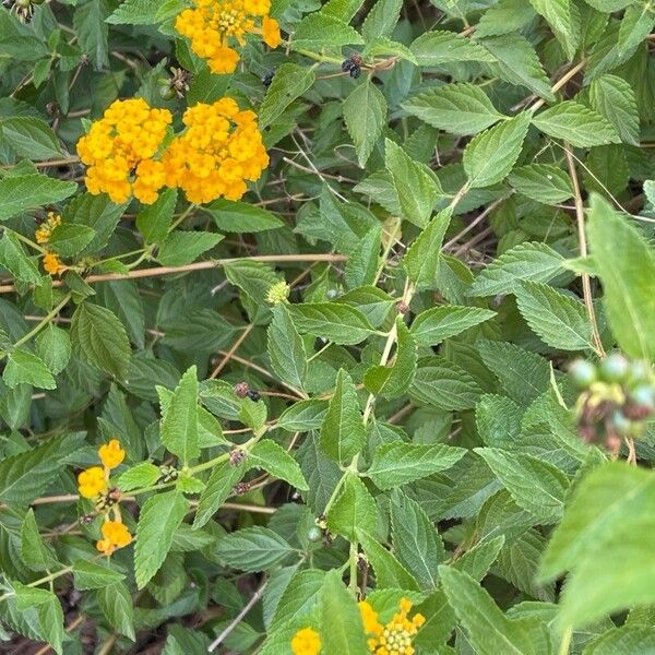 Lantana camara Blüte