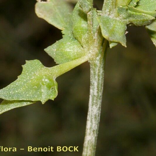 Atriplex longipes Leaf