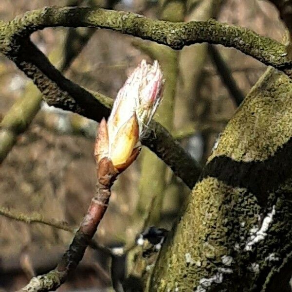 Amelanchier × lamarckii ഇല