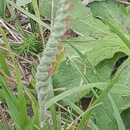 Spiranthes spiralis Fiore