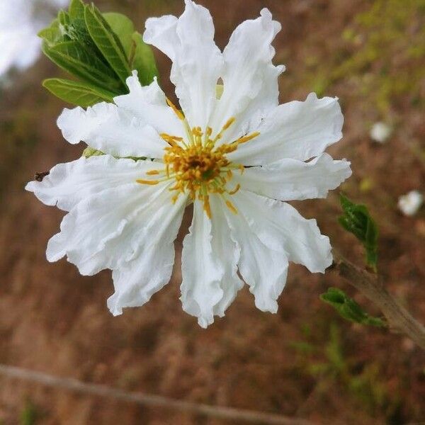 Xylotheca kraussiana Flower