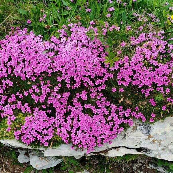 Silene acaulis Habit