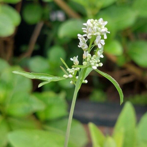 Lepidium sativum 花