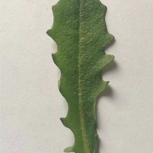 Hypochaeris radicata Leaf