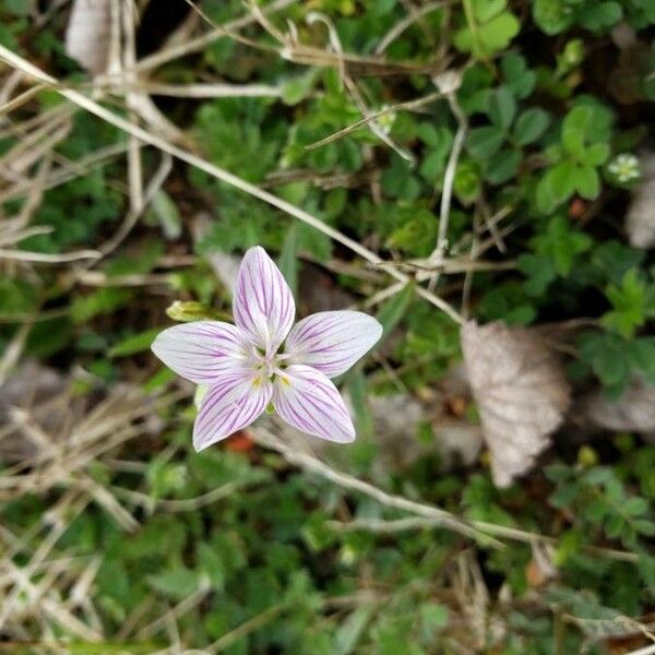 Claytonia virginica Flor