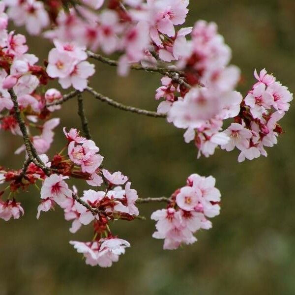 Prunus serrulata Flor