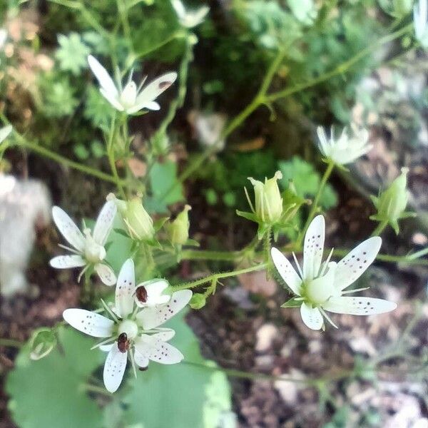 Saxifraga rotundifolia 花