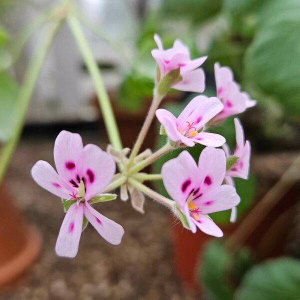 Pelargonium echinatum Çiçek