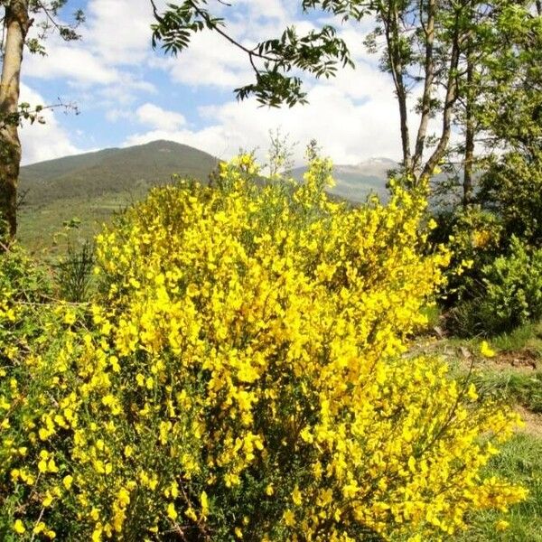 Cytisus scoparius Květ