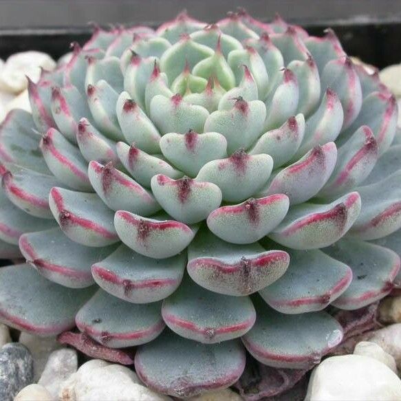 Echeveria minima Агульны выгляд