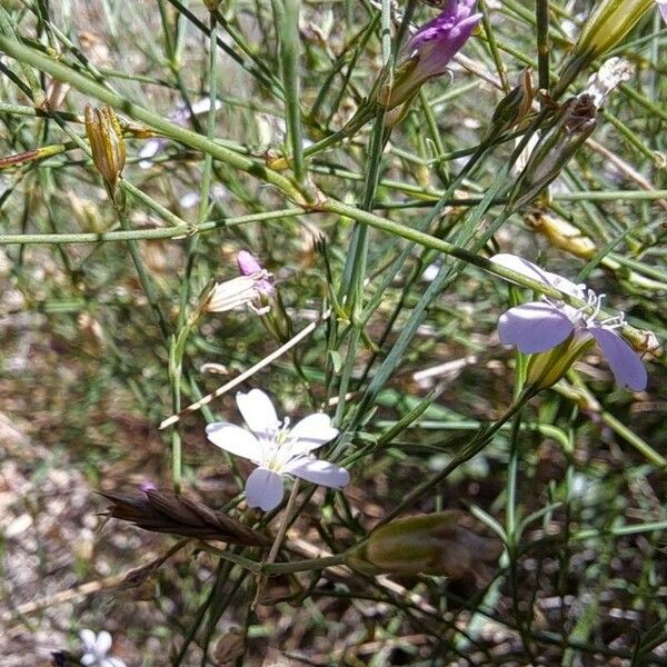 Petrorhagia saxifraga Kukka