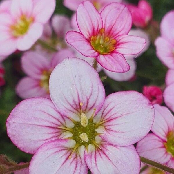 Saxifraga rosacea 花