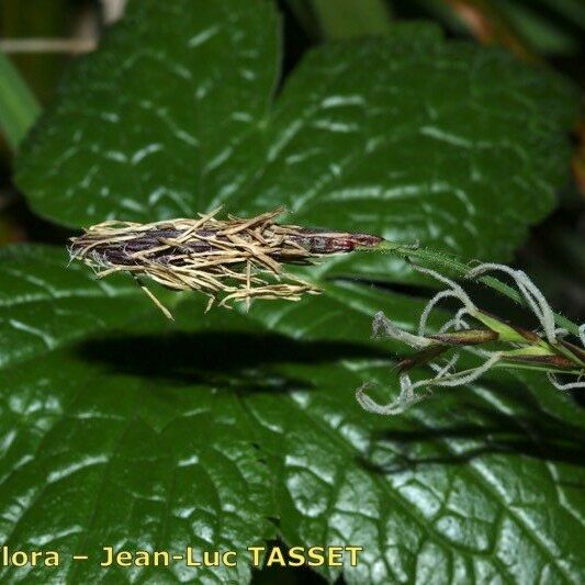 Carex pilosa Λουλούδι