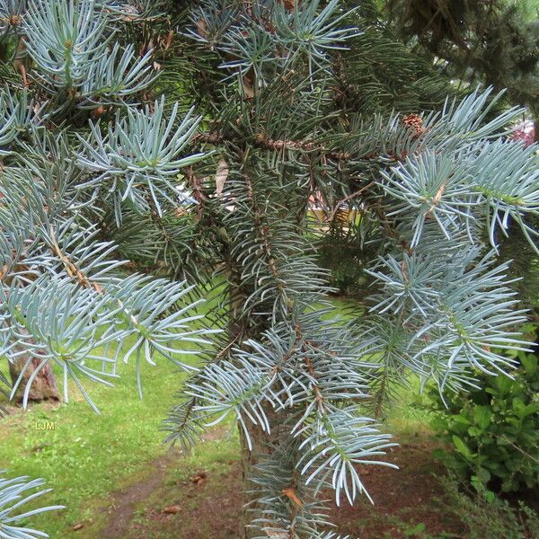 Abies concolor Плід