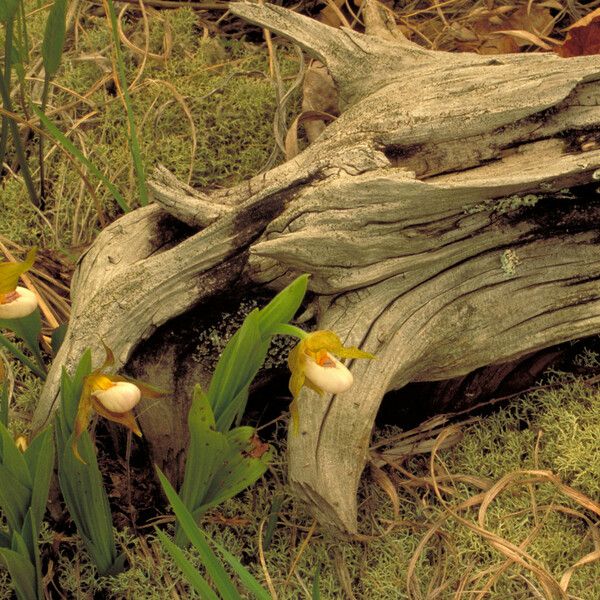 Cypripedium candidum Tervik taim