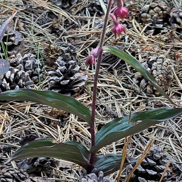 Epipactis atrorubens Deilen