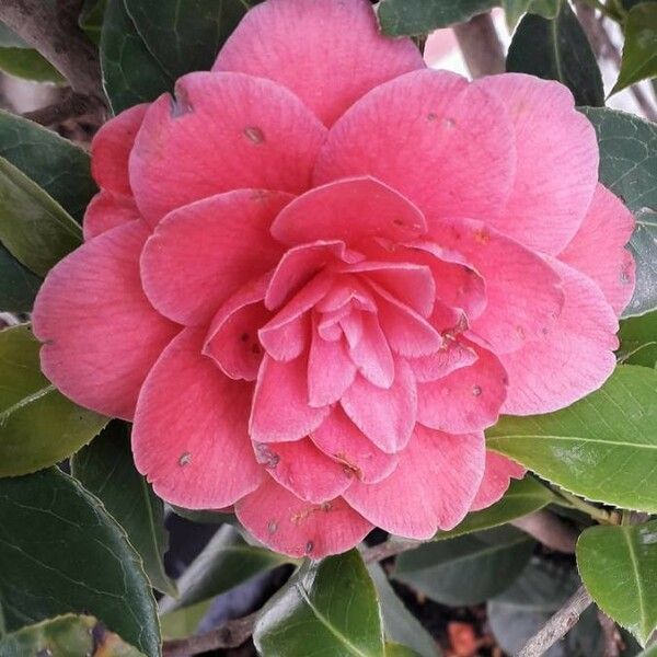 Camellia japonica 花