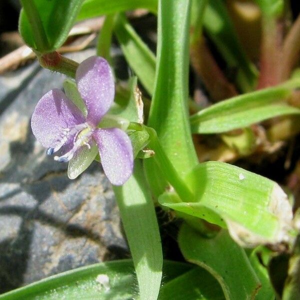 Murdannia nudiflora Floro