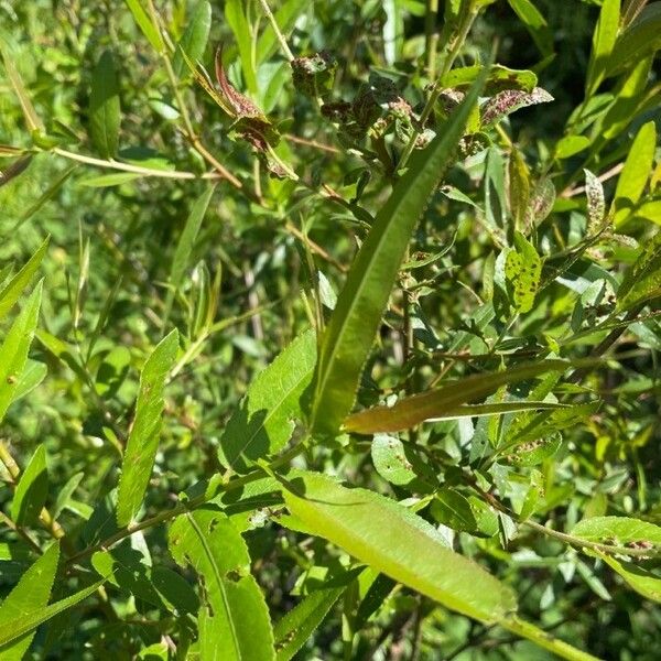 Salix eriocephala Lehti