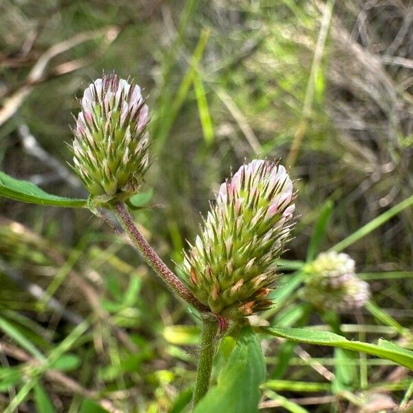 Trifolium bocconei Flor