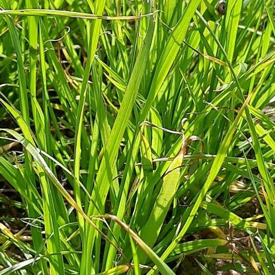 Carex vulpina পাতা