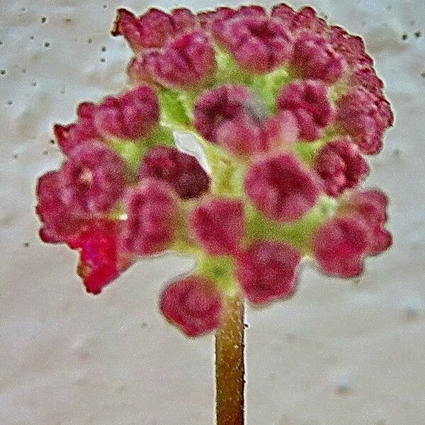 Boerhavia diffusa Flower