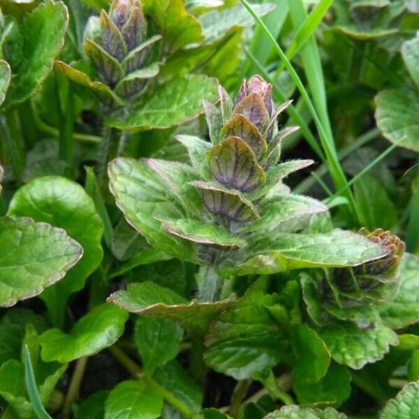 Ajuga reptans Habitus