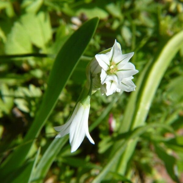 Allium triquetrum Květ