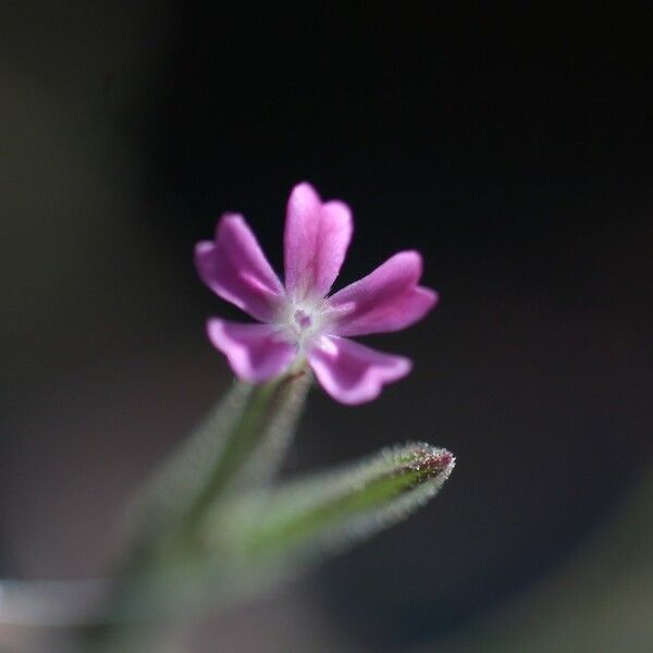 Dianthus nudiflorus ᱵᱟᱦᱟ