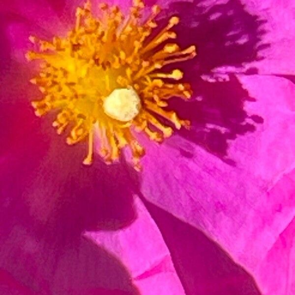 Cistus crispus Flower