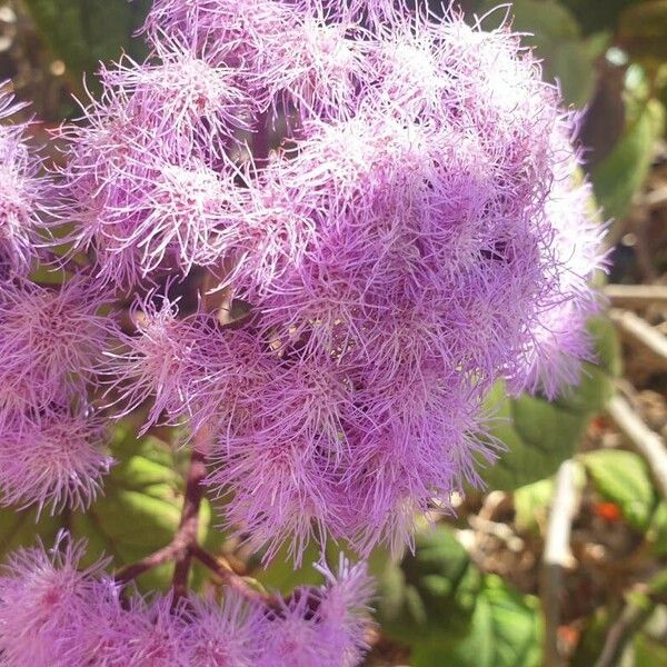 Ageratum houstonianum 花