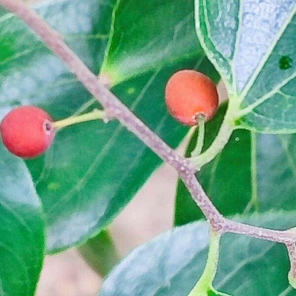 Celtis sinensis Fruit