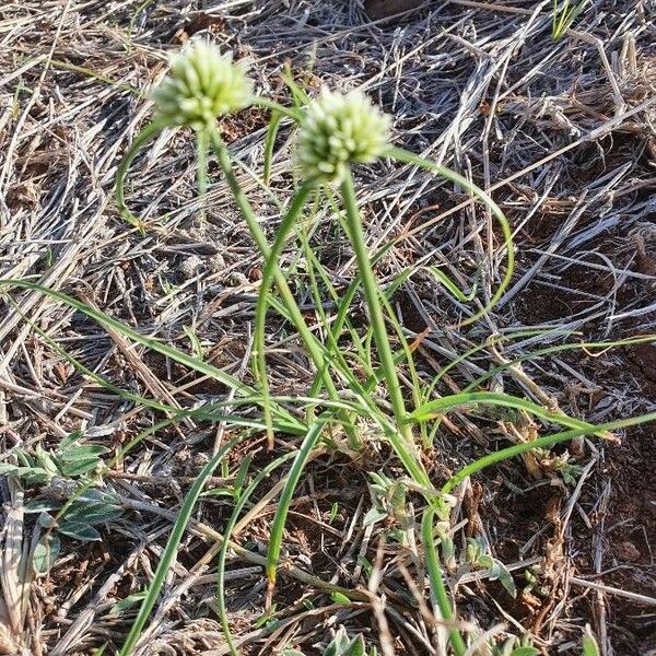 Cyperus niveus Bloem