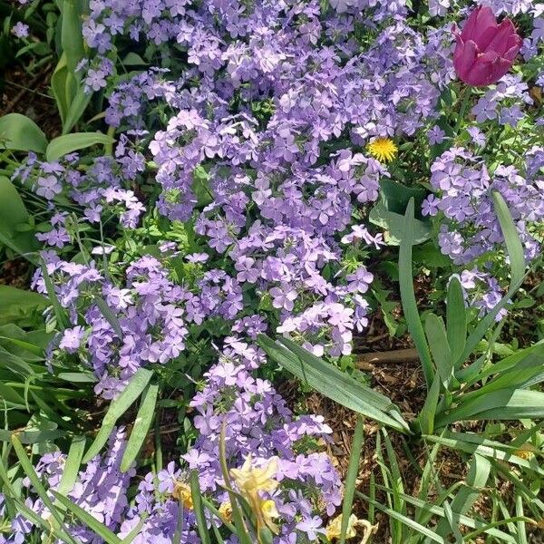 Phlox divaricata Kukka