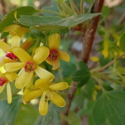 Ribes aureum Virág